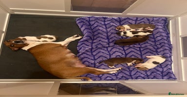 Jack Russell dogs - Advert 5
