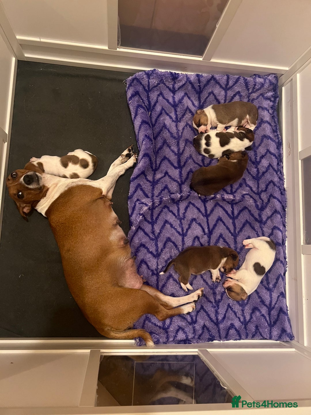 Jack Russell dogs for sale: 6 Jack Russell Puppies  - Image 2