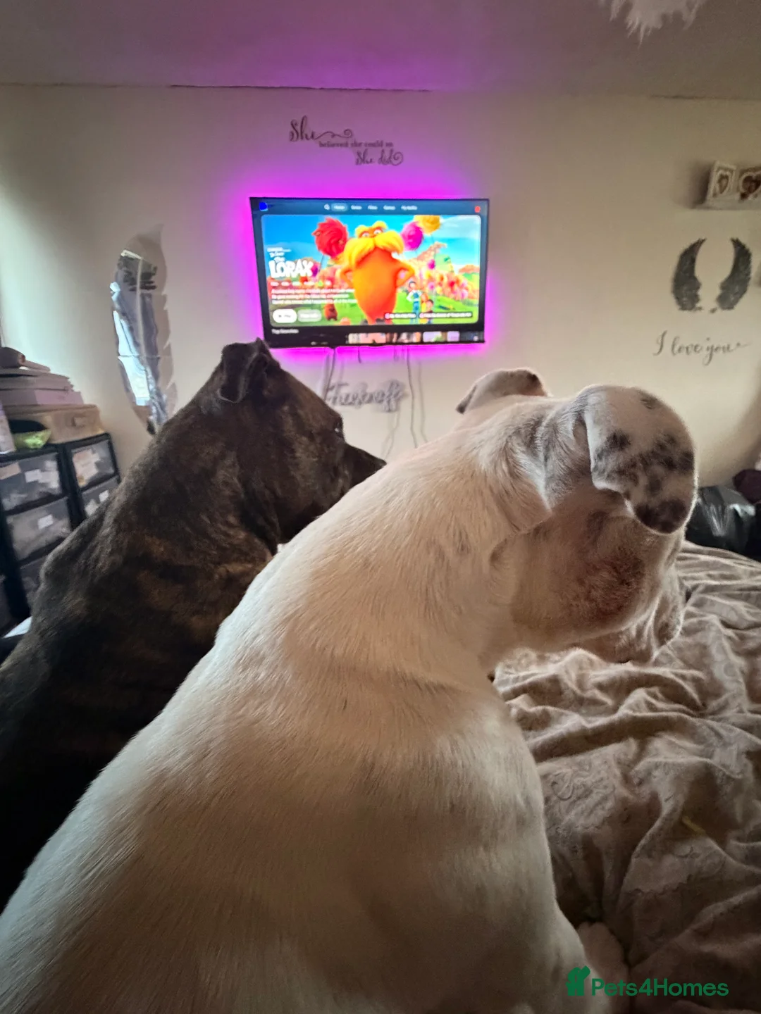 Staffordshire Bull Terrier dogs for sale: Male and female staff desperately need loving home - Advert 2