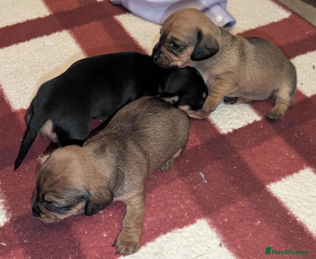 Mixed Breed dogs for sale: Adorable 3/4 Dachshund and 1/4 Chihuahua Chiweenie in Portsmouth - Advert 2