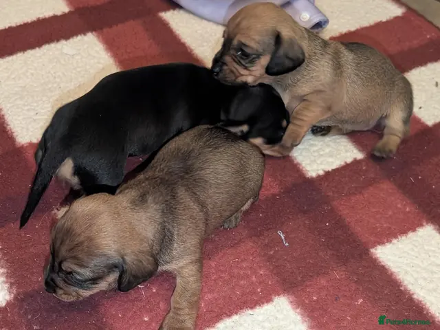 Mixed Breed dogs for sale: Adorable 3/4 Dachshund and 1/4 Chihuahua Chiweenie - Advert 2