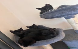 Mixed Breed cats for sale: Two male kittens  - Image 4