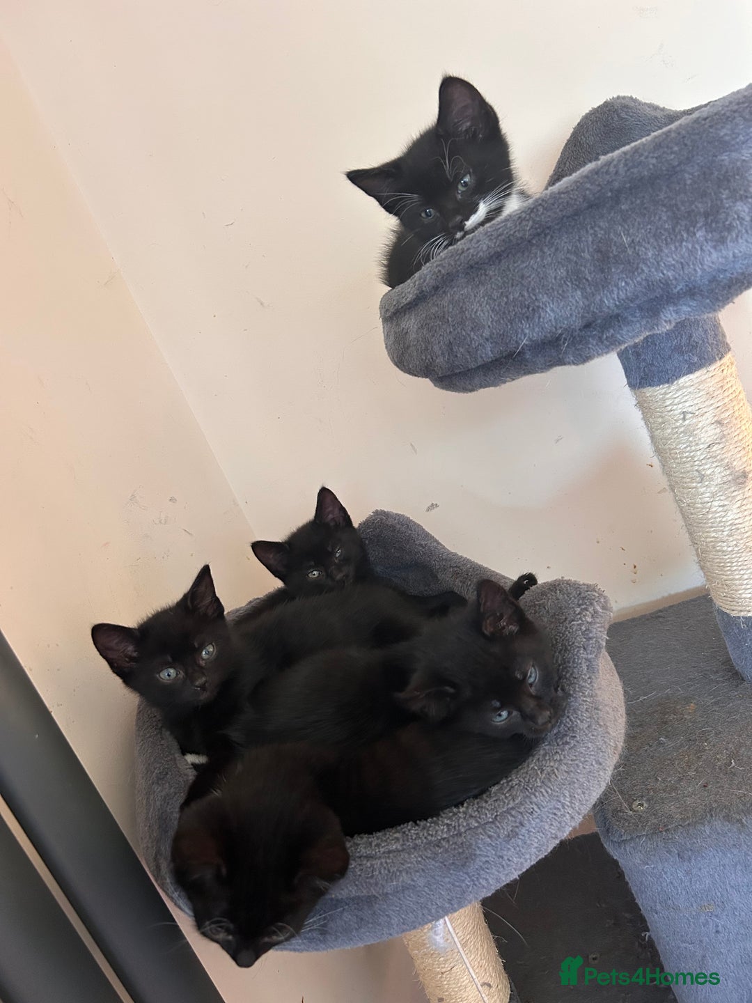 Mixed Breed cats for sale: Two male kittens  - Image 4