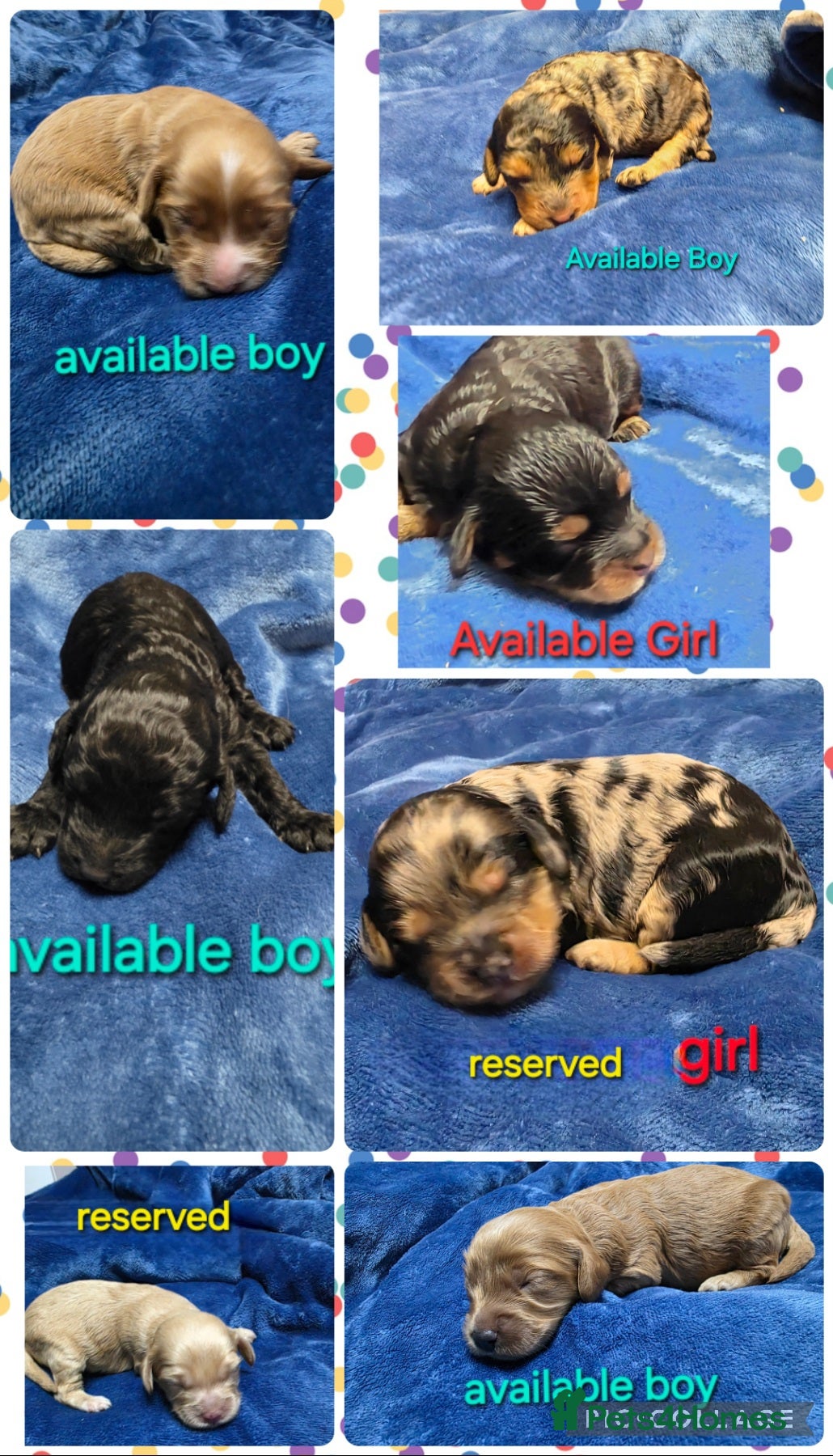 Cockapoo dogs Cockapoo puppies - Advert 3