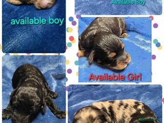 Cockapoo dogs Cockapoo puppies - Advert 3