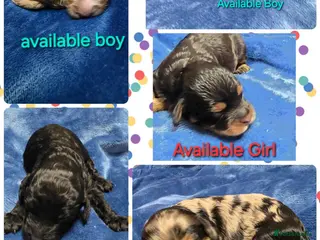 Cockapoo dogs Cockapoo puppies - Advert 5