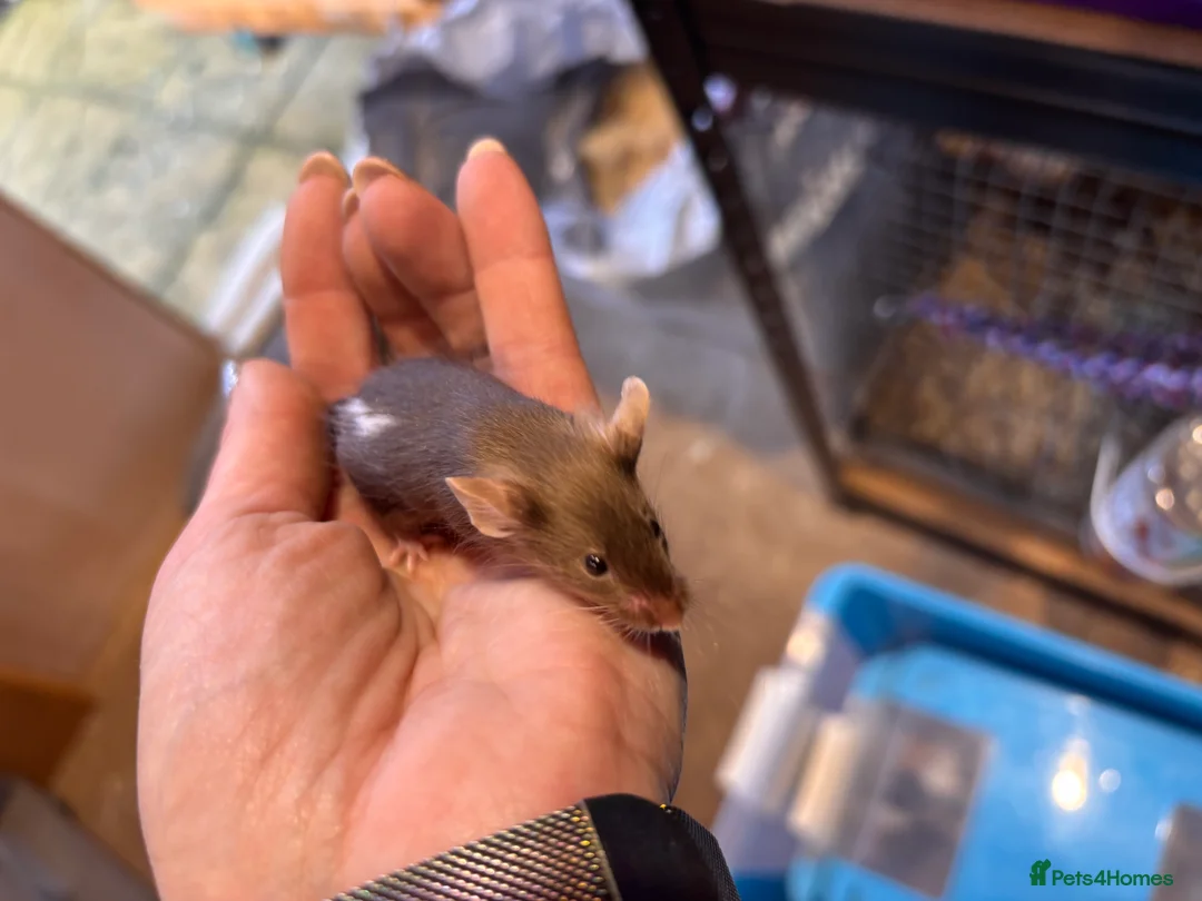 Mouse rodents for sale: Fancy mice regular litters - Advert 7