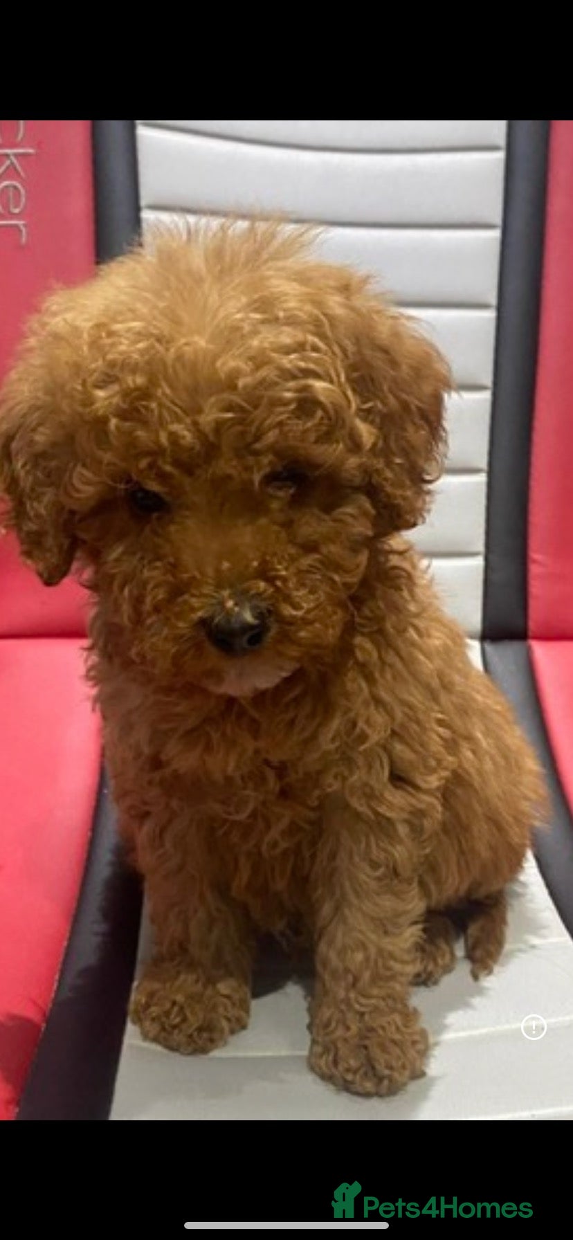 Miniature Poodle dogs Kc Reg Red Miniature Poodles Available Now - Advert 1