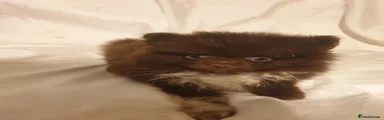 Pomeranian 4