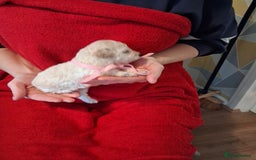 Cockapoo dogs for sale: 5 Cockapoo puppies 3 girls 2 boys  - Image 12