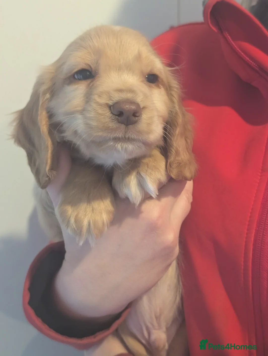Cocker Spaniel dogs for sale: Pups from Health Tested Champion Trialling lines. - Advert 14