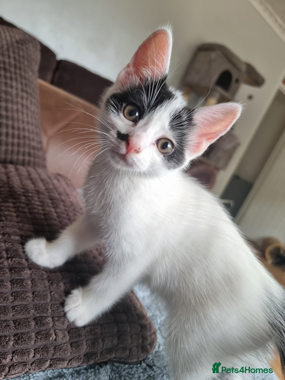 Bengal cats for sale: Bengal cross kittens  - Image 4