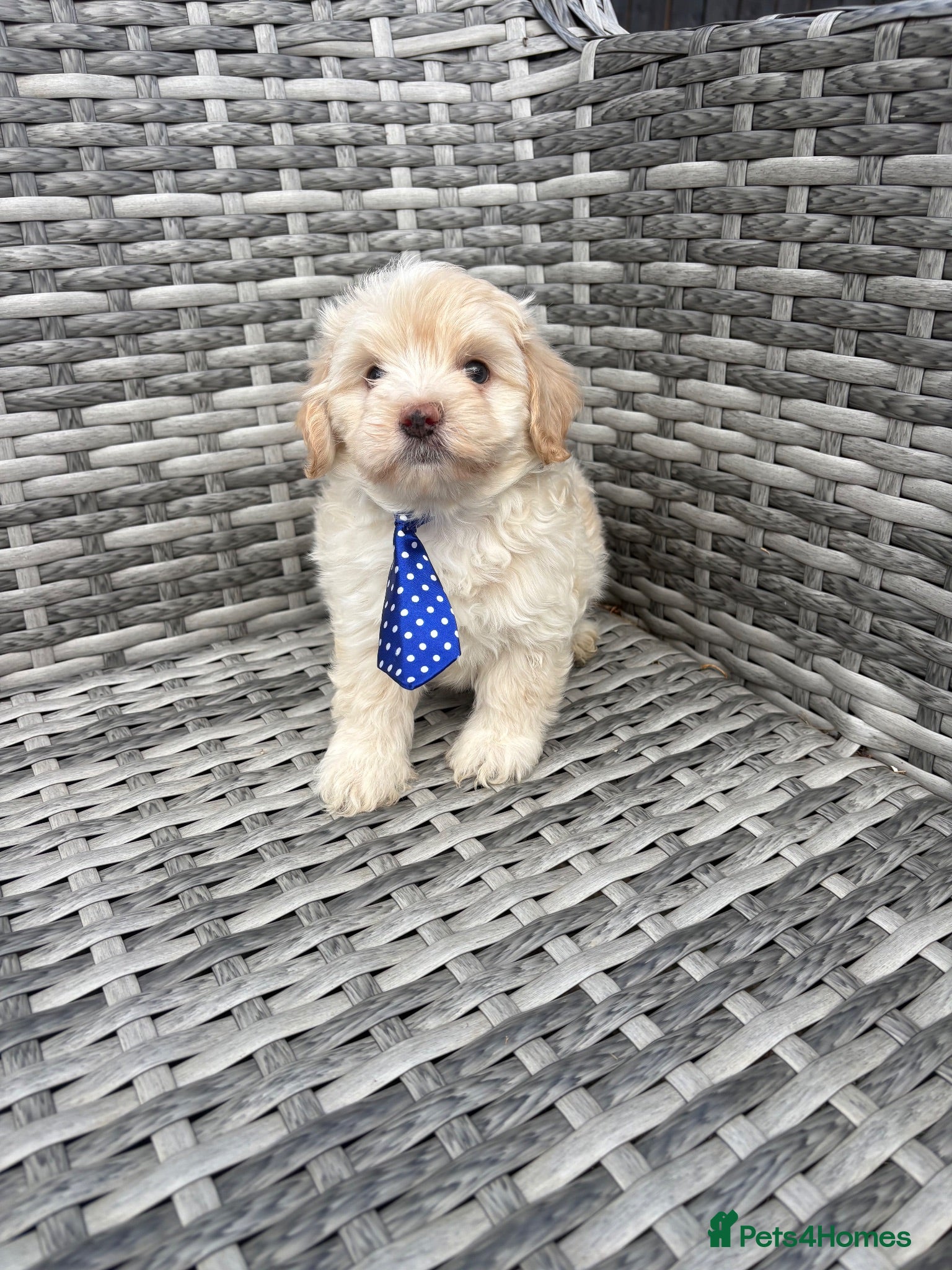 Maltipoo dogs 🤩2 stunning f1 male Maltipoo 🤩 - Advert 15