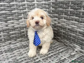Maltipoo dogs 🤩2 stunning f1 male Maltipoo 🤩 - Advert 15