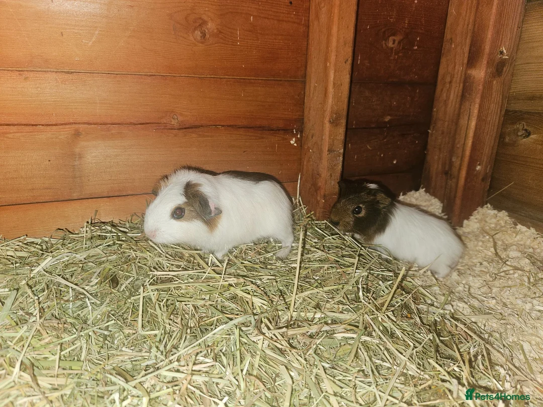 Guinea Pig rodents for sale: 2 boar babies in Lincoln - Advert 2