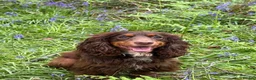 Cocker Spaniel dogs for sale: Liver (Chocolate) Working Cocker Spaniel Puppies - Advert 1