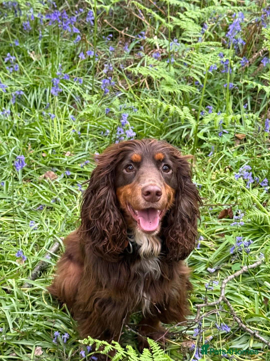 Cocker Spaniel dogs for sale: Liver (Chocolate) Working Cocker Spaniel Puppies - Advert 1