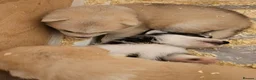 Alaskan Malamute dogs for sale: KC malamute puppies rare colours,exceptional lines - Advert 12