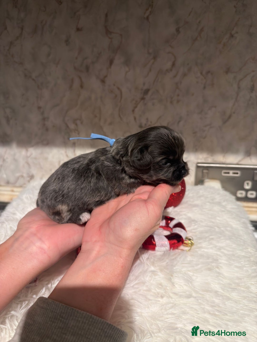 Chihuahua dogs for sale: Chihuahua pups - Advert 11