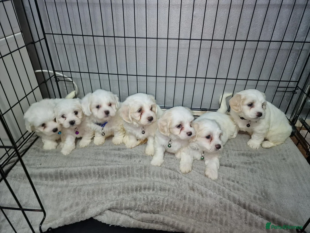 Bichon Frise dogs for sale: Pure White Bichon Frise for Sale🤍🐶 - Advert 1