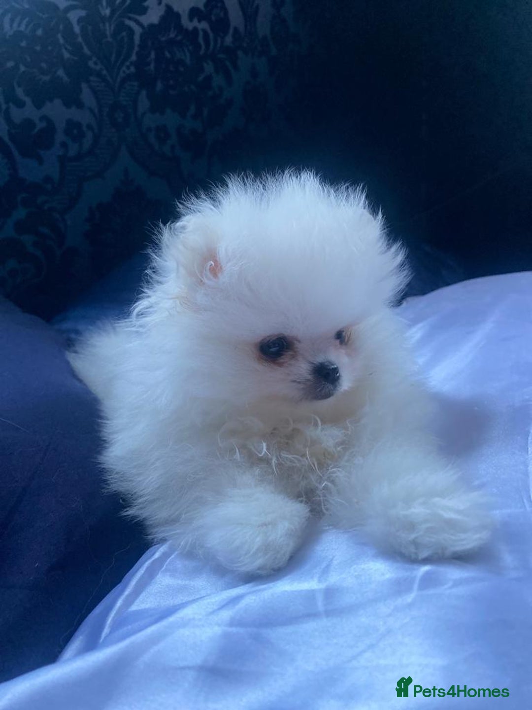 Pomeranian dogs for stud: White Pomeranian KC Registered CHAMPION Bloodlines in Manchester - Advert 5