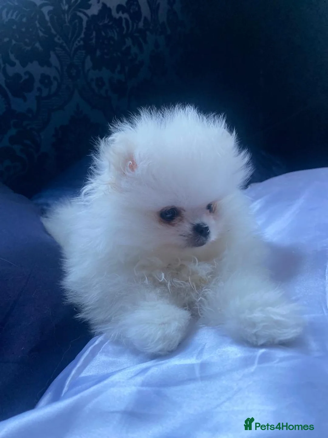 Pomeranian dogs for stud: White Pomeranian KC Registered CHAMPION Bloodlines in Manchester - Advert 5