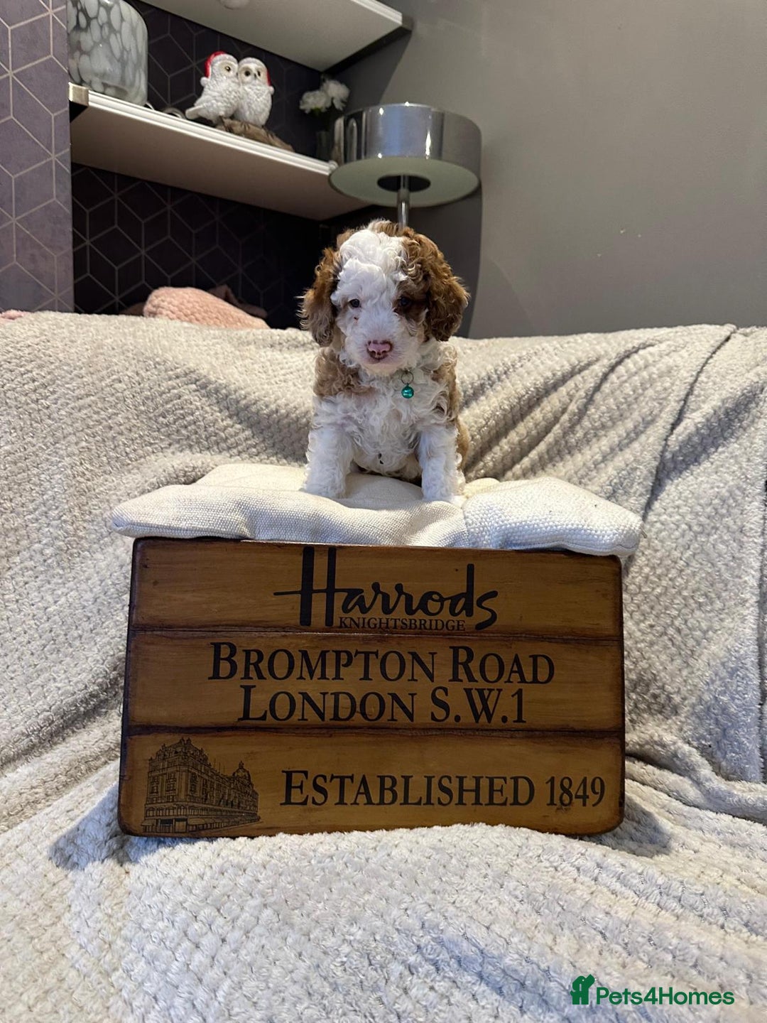 Cavapoo dogs for sale: 2 Male 2 Female unique colours Cavapoo’s - Advert 16