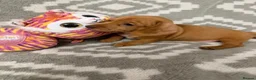 Miniature Dachshund dogs for sale: Beautiful Miniature Puppy Dachsung  - Advert 9