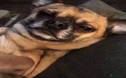 Chug dogs for stud: Handsome boy for stud - Image 8