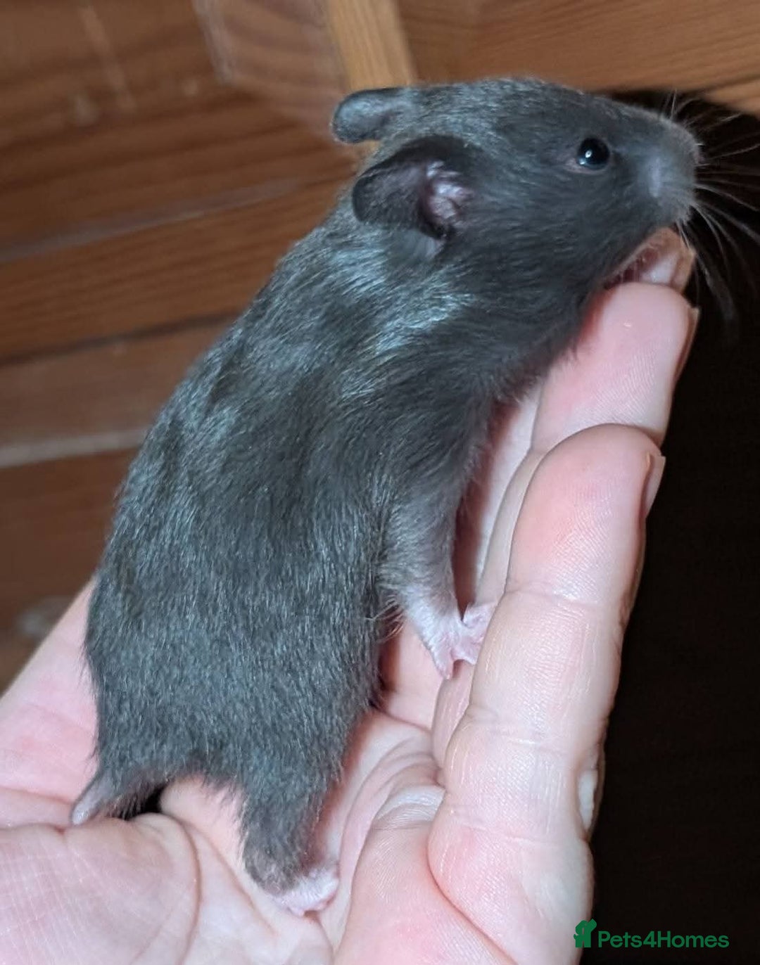 Hamster rodents for sale: Pedigree syrian hamsters  - Advert 3