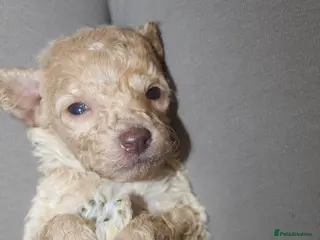 Cockapoo dogs Child friendly cockapoo puppies ready March - Advert 14