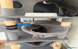 Mixed Breed cats for sale: Ready Now- Black and Tabby kittens, super friendly - Image 6