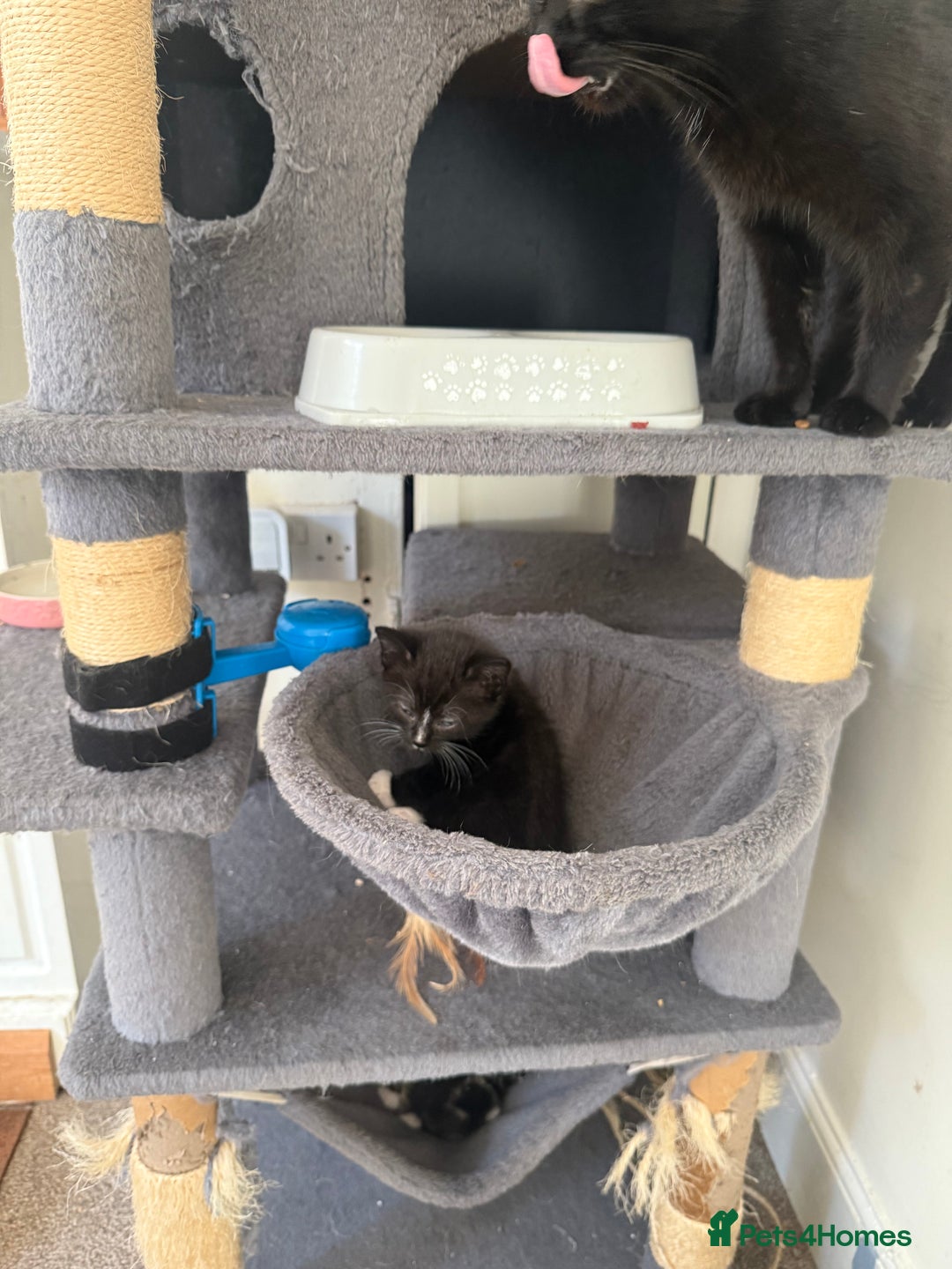 Mixed Breed cats for sale: Ready Now- Black and Tabby kittens, super friendly - Image 6