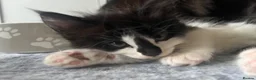 Maine Coon cats for sale: Maine Coon Kittens  - Advert 11