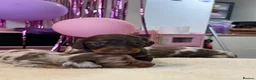 Miniature Dachshund dogs for sale: Tiny KC Long Haired Dachshunds  Chocolate & Dapple - Advert 7