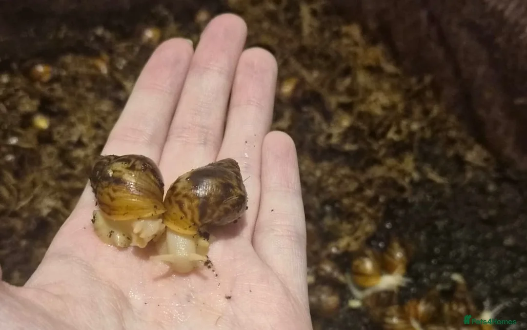 Snails invertebrates for sale: Giant Albion African land snails  in Stoke-on-Trent - Advert 1