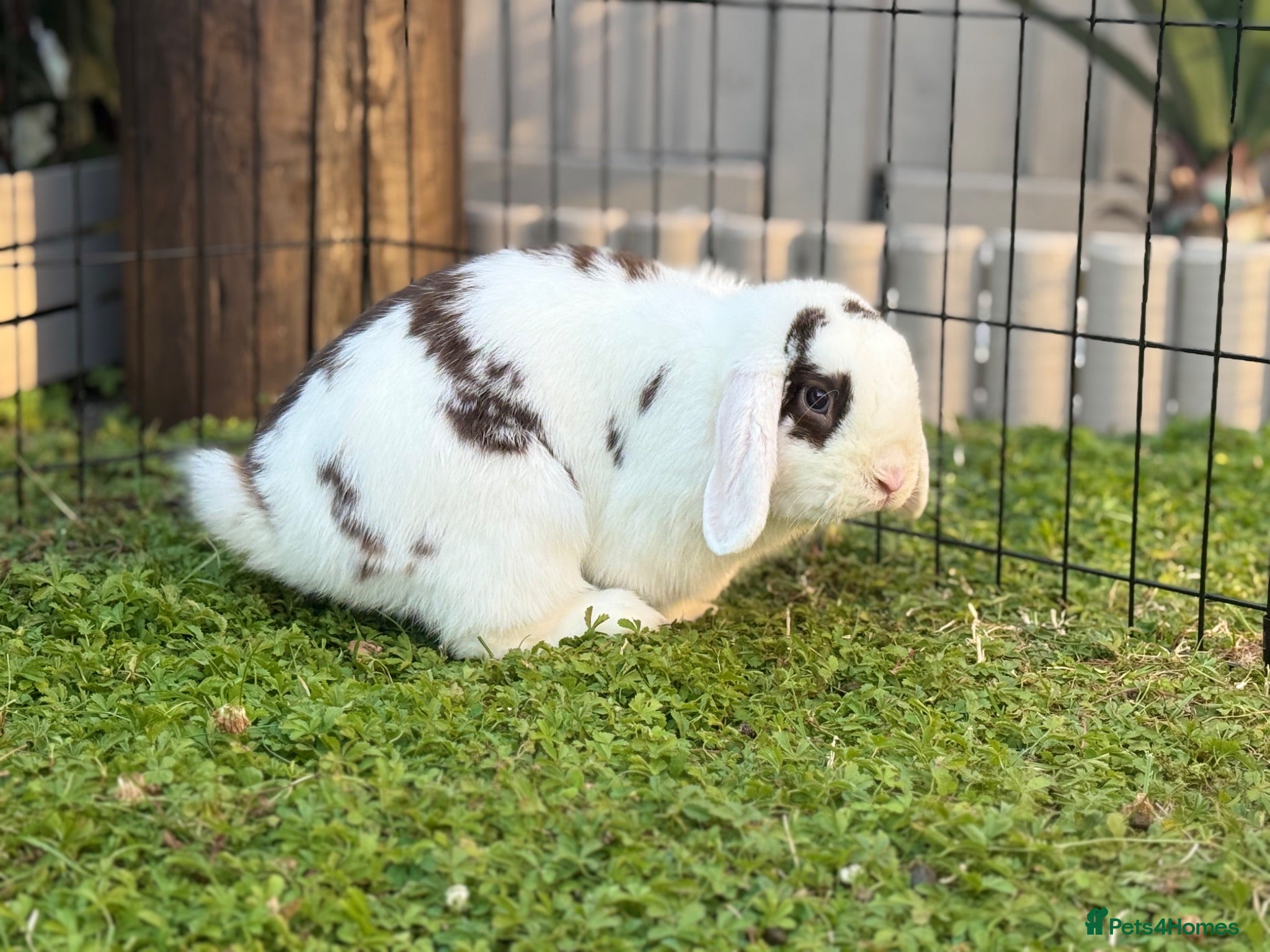 Mini Lop rabbits Male Mini Lop • Broken Choc VM - Advert 15
