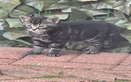 American Shorthair cats for sale: 2 make and 1 female kittens for sale  - Image 6