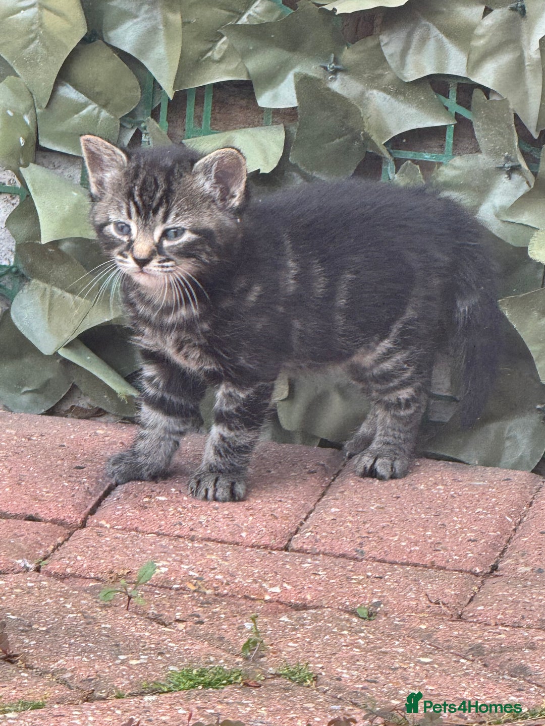 American Shorthair cats for sale: 2 make and 1 female kittens for sale  - Image 6