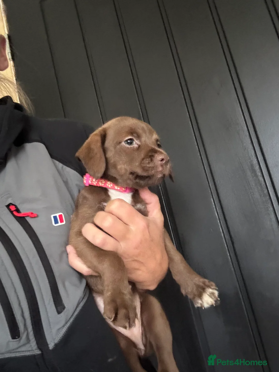 Mixed Breed dogs for sale: Mum his staffy cross boxer and dad his f1 cockapoo - Advert 2