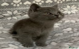 British Shorthair cats for sale: Quality British shorthair kittens  - Image 1
