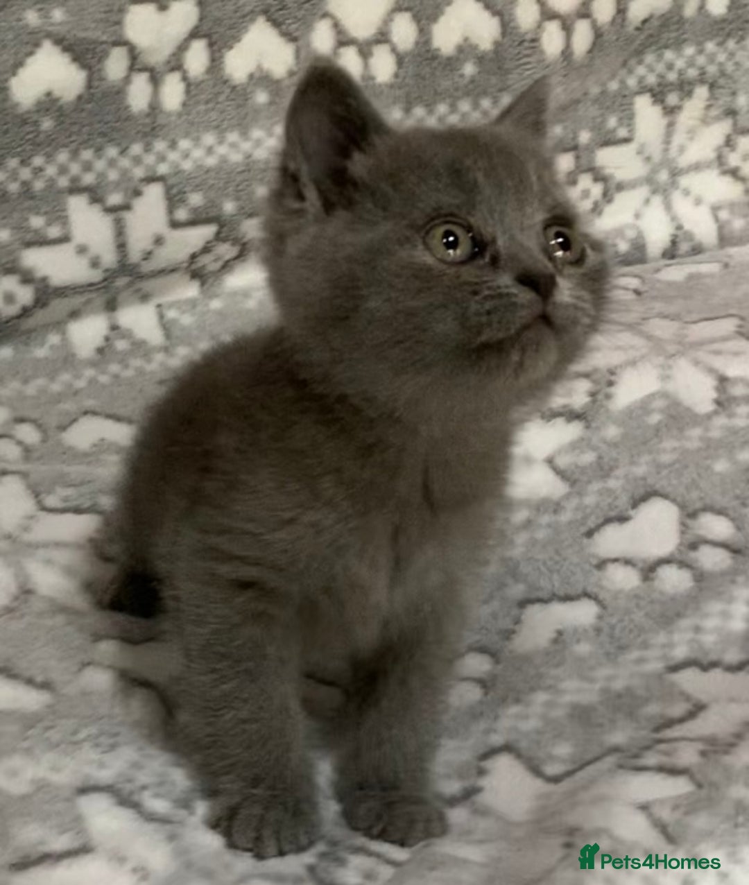British Shorthair cats for sale: Quality British shorthair kittens  - Image 1