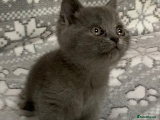 British Shorthair cats for sale - Advert 1