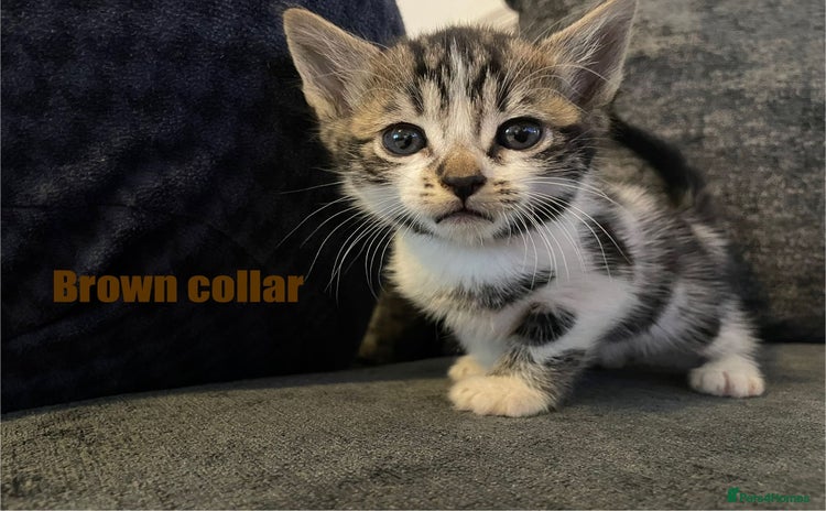 Mixed Breed cats - Advert 5