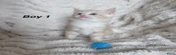 Maine Coon cats for sale: Maine coon kittens ready to reserve  - Advert 37