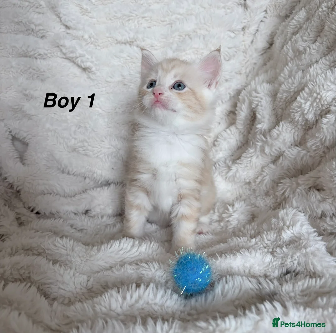Maine Coon cats for sale: Maine coon kittens ready to reserve  - Advert 37