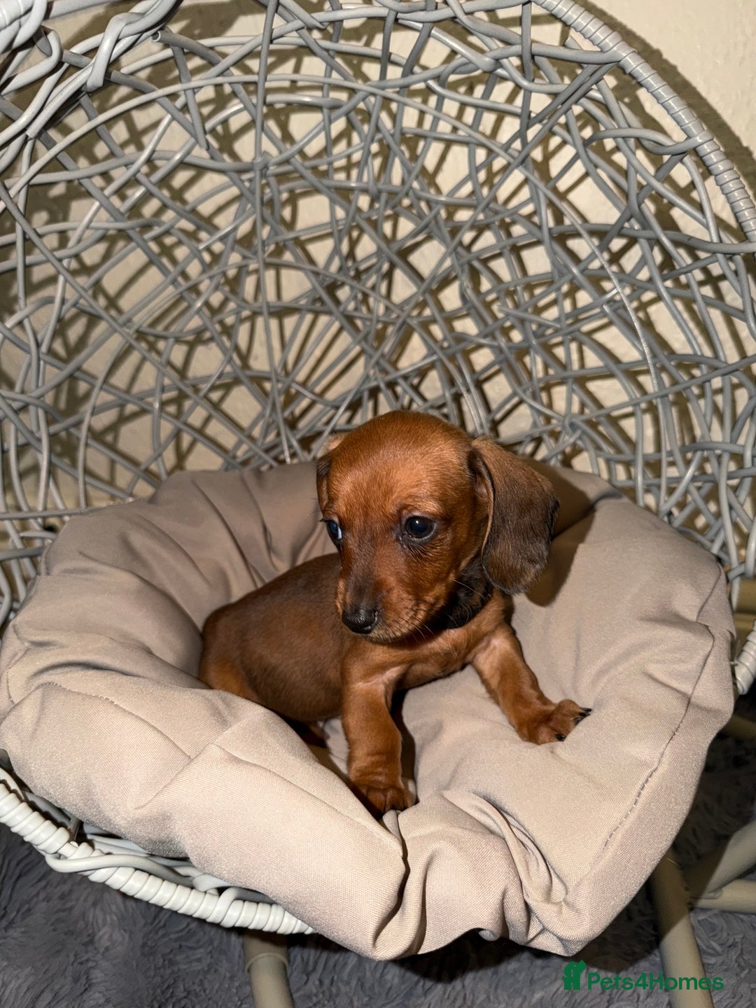 Dachshund dogs for sale: Dachshund Puppies Available 🐾 - Advert 21