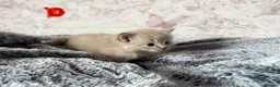 Ragdoll cats for sale: 🌟RAGDOLL KITTENS 🌟 - Advert 11