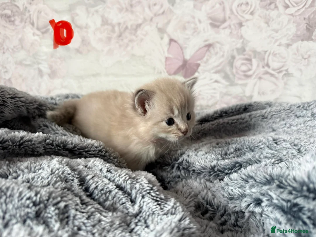 Ragdoll cats for sale: 🌟RAGDOLL KITTENS 🌟 - Advert 11