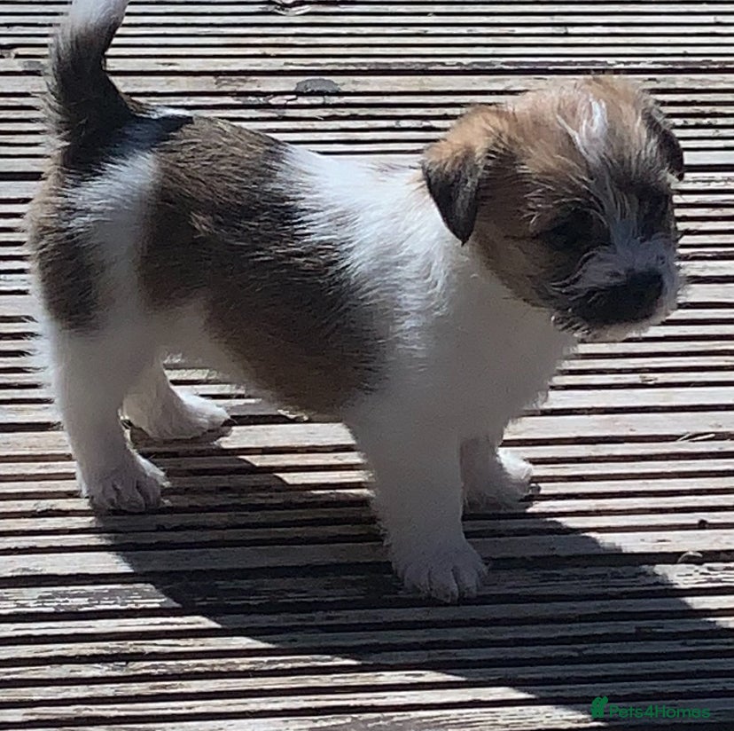 Mixed Breed dogs Jack Russell  x shihtzu  - Advert 12